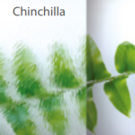 DP-Chinchilla